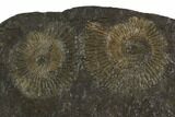 Dactylioceras Ammonite Cluster - Posidonia Shale, Germany #100275-1